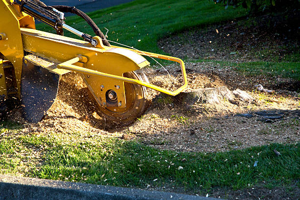 Lawn Watering Services in St Marys, GA